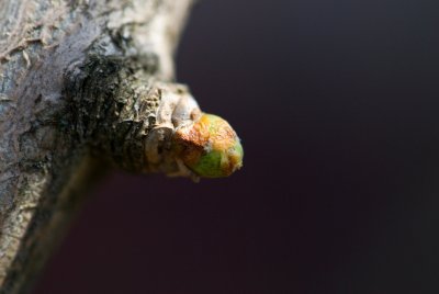 Ginkgo biloba 'Mariken' - jinan dvoulaločný - pupen